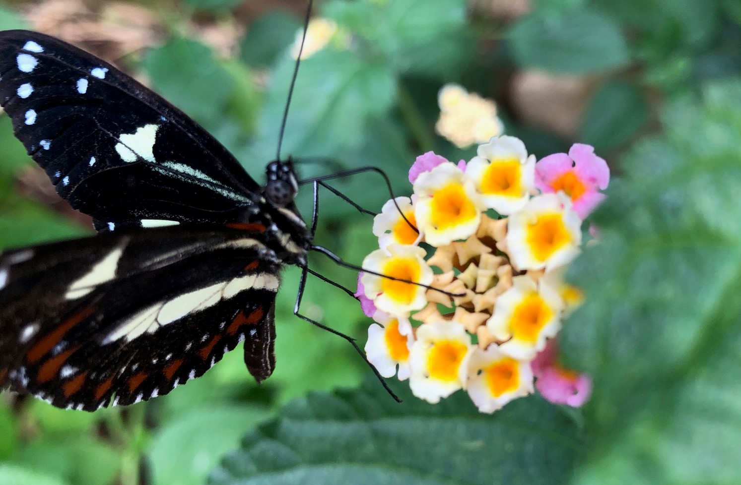 Butterfly on flower